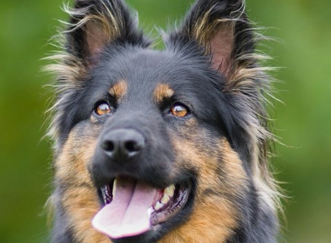 Rex